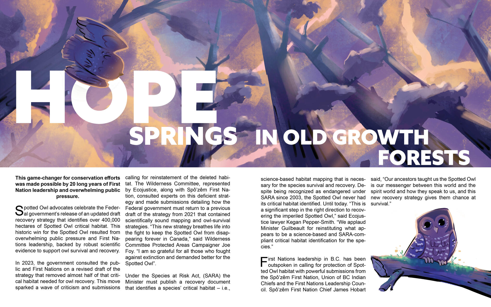 Spotted owl - Boreal Magazine