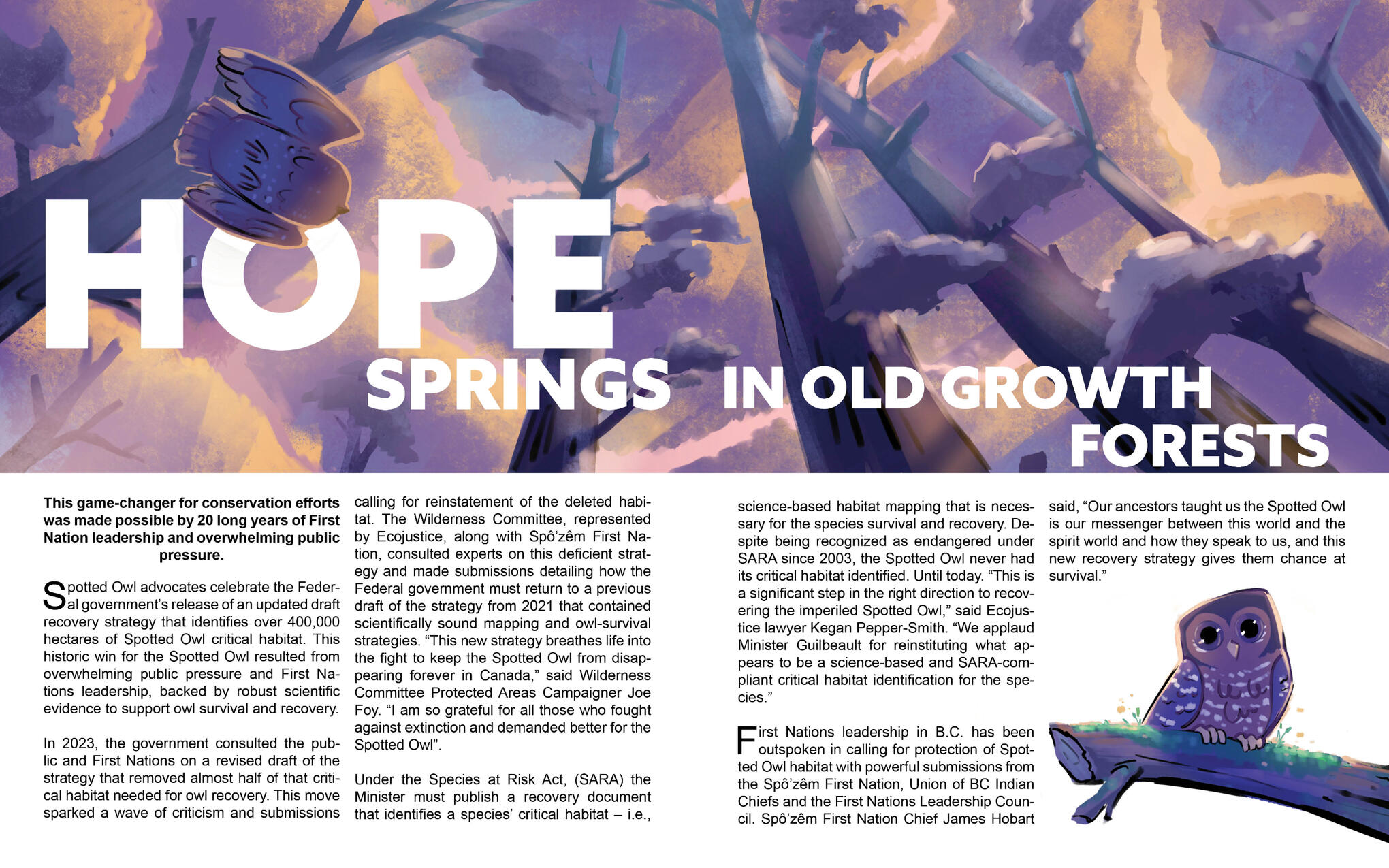 Artcle illustration - Hope for the Spotted Owl